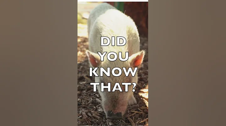 Short Fun Facts - Facts About Pigs - Animal Pig Fact #shorts