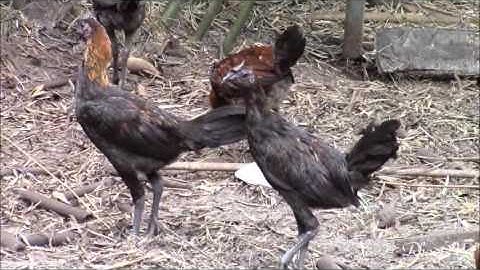 Qaib Hmoob Qaib Dub Nqaig - 6/21/2016