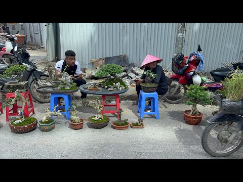 Video BÁO GIÁ CÂY CỦA HAI NGƯỜI ĐẸP NHẤT NHÌ CHỢ VẠN PHÚC -... - youtube