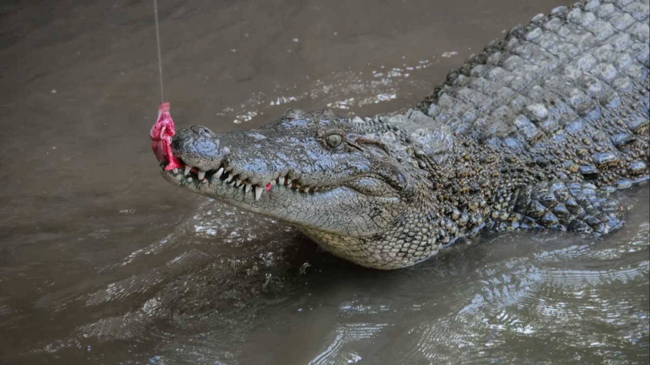 Crocodile Attack: Nature’s Most Dangerous Predator | The Death Roll EXPLAINED 