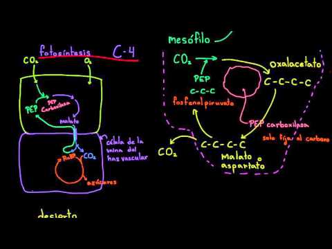 Video: ¿Qué son las plantas CAM y cuál es su ventaja?