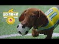 PEDIGREE®: Кусание мяча. Как играть со щенком