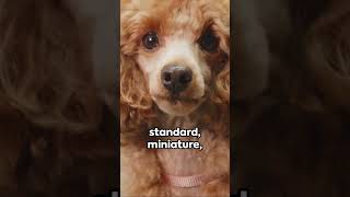 Poodle Unleashing facts #shorts #poodle #dogs