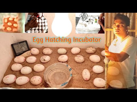 घर पर बनाऐ Egg Hatching Incubator | DIY | How to make an Egg Incubator