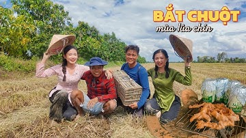 🌾Chuột cơm món ngon miệt đồng, hẹn mùa lúa chín chúng mình gặp nhau. Bắt chuột đồng mùa lúa miền Tây