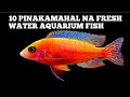10 PINAKAMAHAL NA FRESHWATER AQUARIUM FISH | TOP 10 EXPENSIVE FRESH WATER AQUARIUM FISH