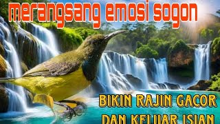 Merangsang emosi sogon lain bikin cepat gacor 🔥🔥