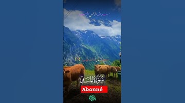 سوره المسد القرآن الكريم