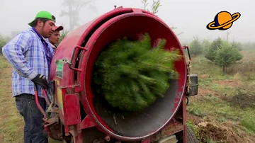 ¿Qué estado tiene más árboles de Navidad?