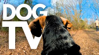 GoPro DogTV | Your Dog's 5hr Virtual Dog Walk Through The Scenic Countryside  Dog PointOfView