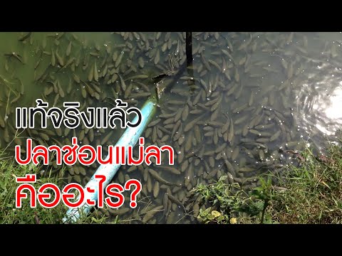 แท้จริงแล้ว 'ปลาช่อนแม่ลา' คืออะไร? ต่างจากปลาช่อนนาหรือไม่? #ปลาไทย