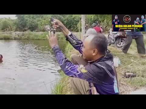 Video: Jenis Ikan Apa Yang Ditangkap Di Bulan Oktober