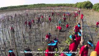 Protecting Thailand's Mangroves