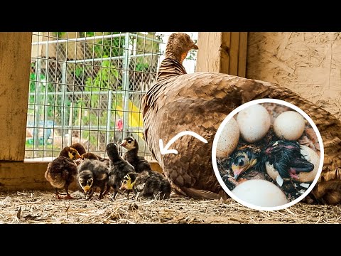 Mama Turkey hatching out a load of Baby Chicks