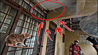 💢HABIS RENTUNG😨- IJAT CELORENG