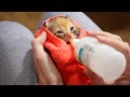 Bottle Feeding Kittens After Bathing