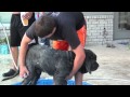 Neapolitan Mastiff Kratos 2 の動画、YouTube動画。