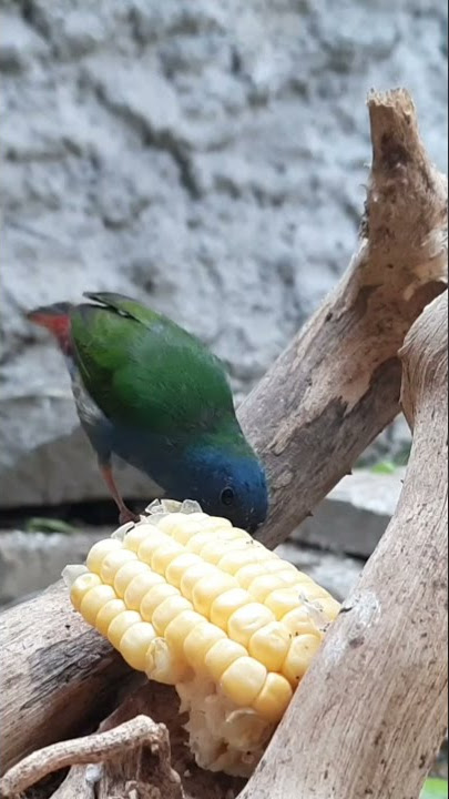 Suara Asli burung bondol hijau TriColoR