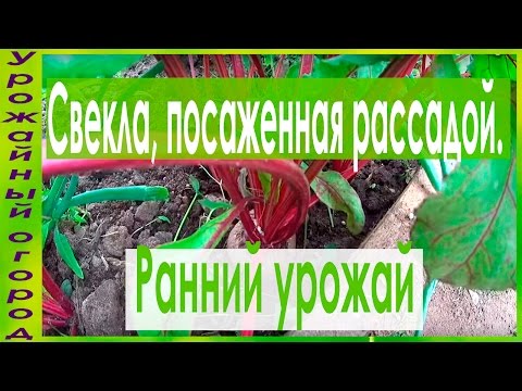 Как вырастить свеклу из рассады