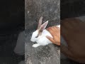 bunny massage time