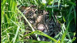 Brazil Safari: Jaguars, River Otters &amp; More in the Pantanal