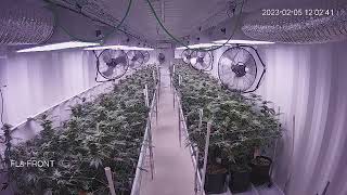 Velvet Glove - Start of week 6 of Flower