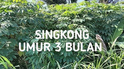 Tanaman Singkong Umur 3 Bulan || Tumbuh Subur