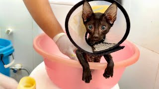 [Recuse Kitten] Black Kitten wound is better after taking a bath everyday. Now he can walk and run.