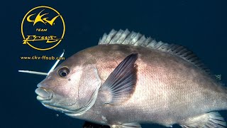 Pesca Submarina En El Estrecho, Pescando Borriquetes