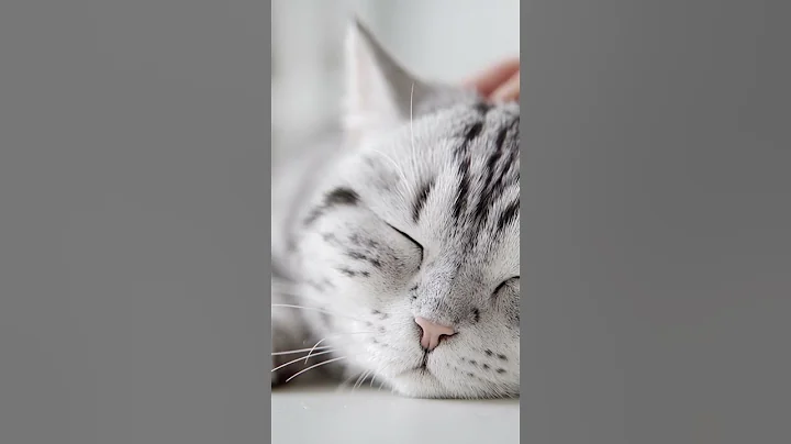 Watch the video about Serene Silver Shorthair Cat Relaxing