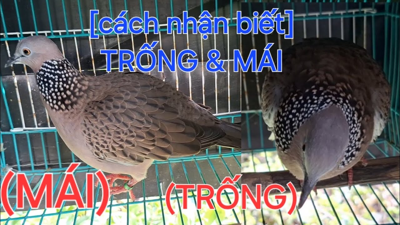 cu gáy trống và mái. cách nhận biết cu gáy trống hay mái. Thế Hiển chia sẻ kinh nghiệm thực tế .