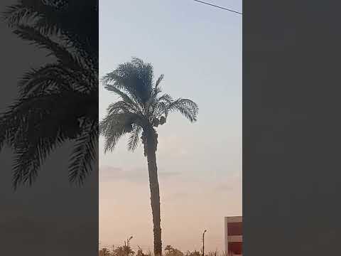 جمال الريف المصري قرآن Shorts