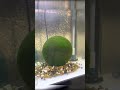 Let’s go see marimo! #shorts #marimo #japantravel #hokkaido #lakeakan