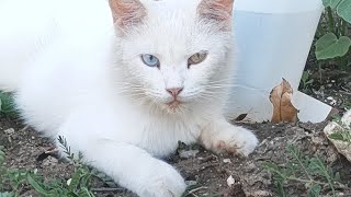 White stray cat with two different eye color by Rodel Dupalco 32 views 1 year ago 3 minutes, 3 seconds