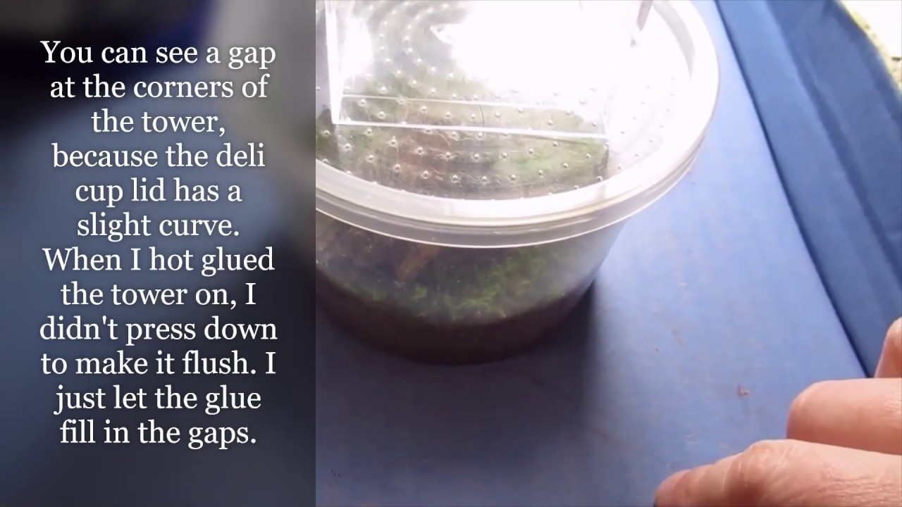 Jumping Spider Enclosure Upgrade - with commentary