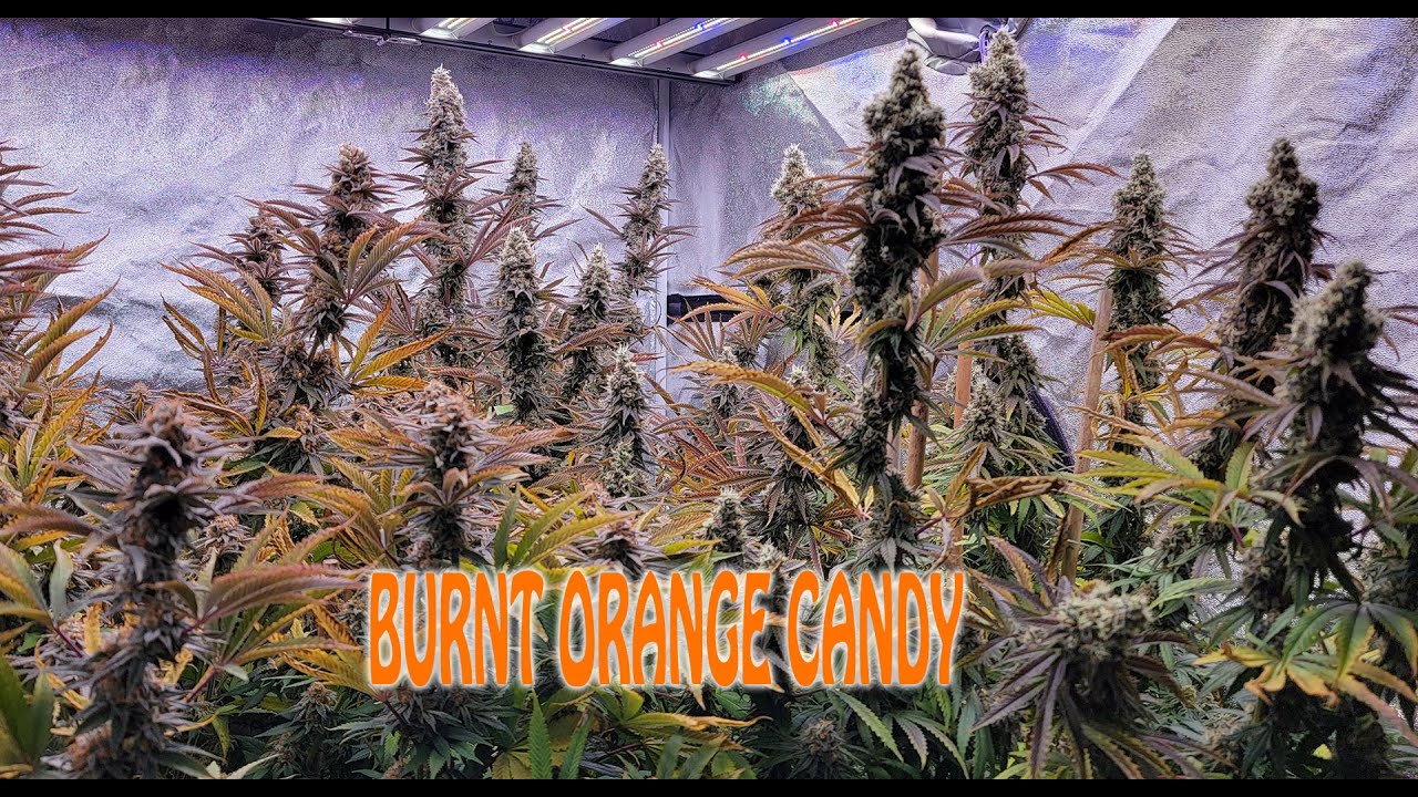 Burnt Orange Candy - Cannabis Strain