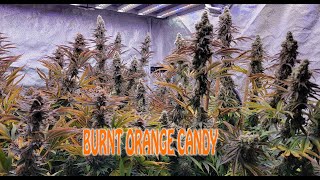 Burnt Orange Candy - Cannabis Strain
