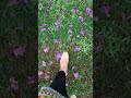 Walking on flowers #cssexamtips #fpsc #viralshorts #walking #love_status #travelvlog #bhurban #css