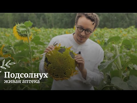 Видео: Как сушить цветы лаванды: 11 шагов (с иллюстрациями)