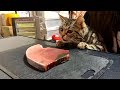 猫の目の前でまぐろを捌くとこうなりますｗ