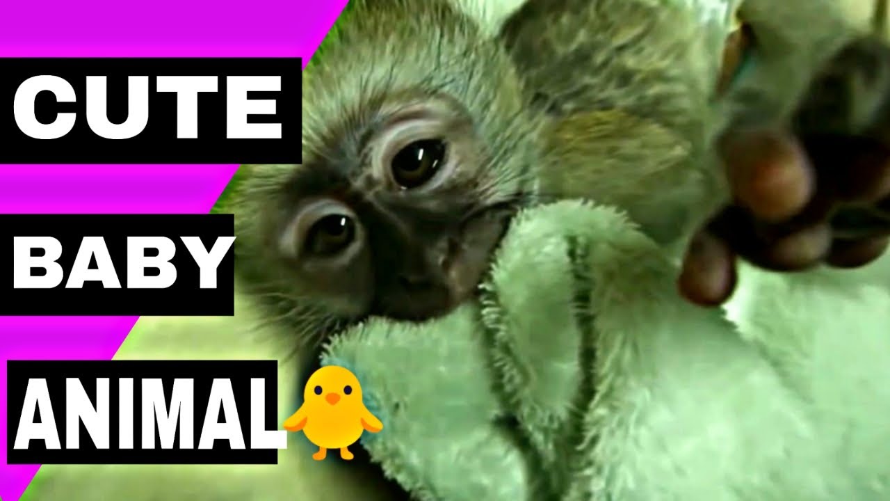 Милые детеныши животных🌏 Домашние животные и животные TUN TUBE-FUN