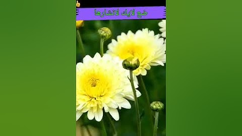 سورة الشعراء (وتوكل على العزيز الرحيم )الشيخ المعيقلي