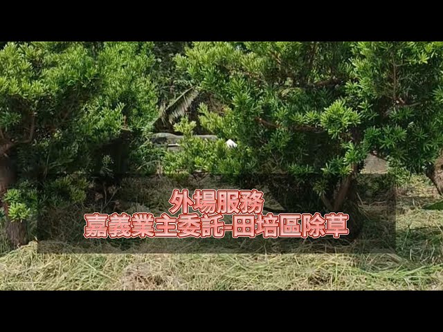八風園藝 - 外場服務-嘉義田培區除草 八風園藝 - 外場服務-嘉義田培區除草