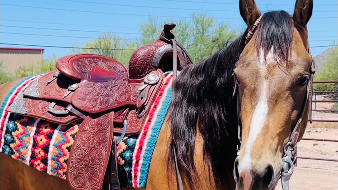 Ranch Horse for Sale by Steve Wolfe YouTube