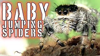 Moving Jumping Spiders #jumpingspiders #spiders #inverts