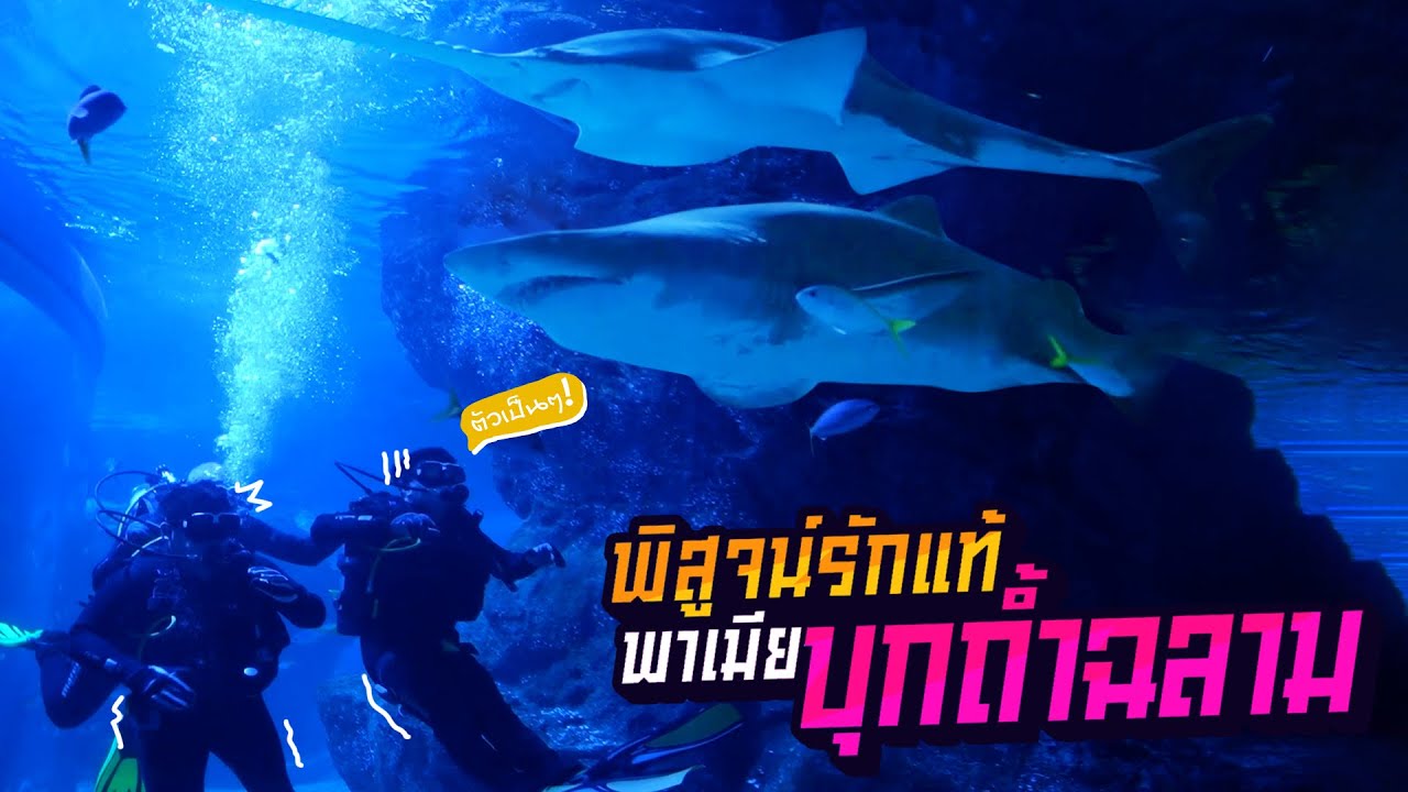 วัดใจ ! ว่ายน้ำกับฉลาม เมียกล้าหรือกลัวกันแน่? | Boriboon Family