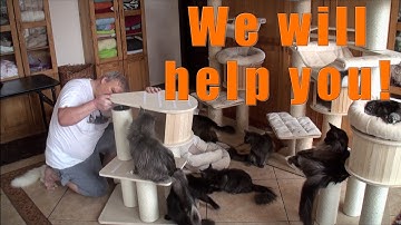 Living with Maine Coons | How cats help build a cats tree.
