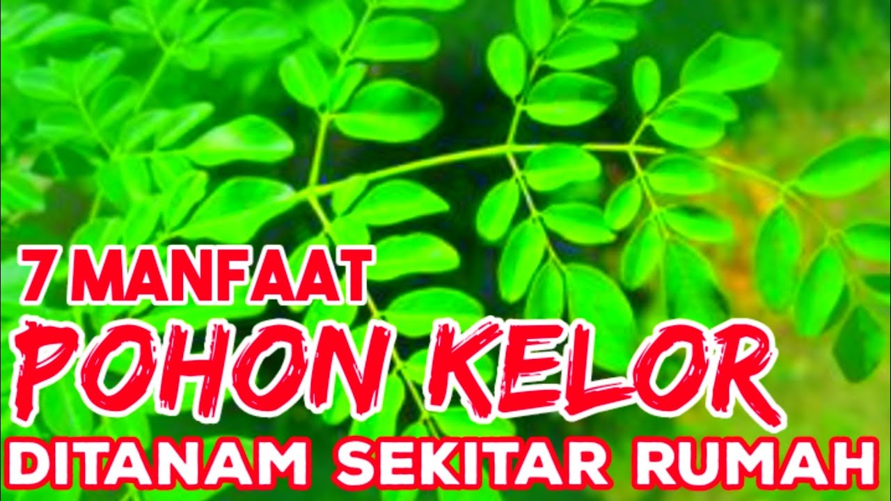 Manfaat Daun Kelor & Efek Sampingnya Sampai Penangkal Santet 
