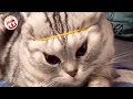 Tik Tok Cat, Dog, Animals: Funny Cute Pets Videos Compilation #13