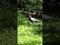 Graceful Pigeons #3,858 #shorts #pigeon #bird #birds #peaceful #youtubeshorts #kabootar #shortvideo